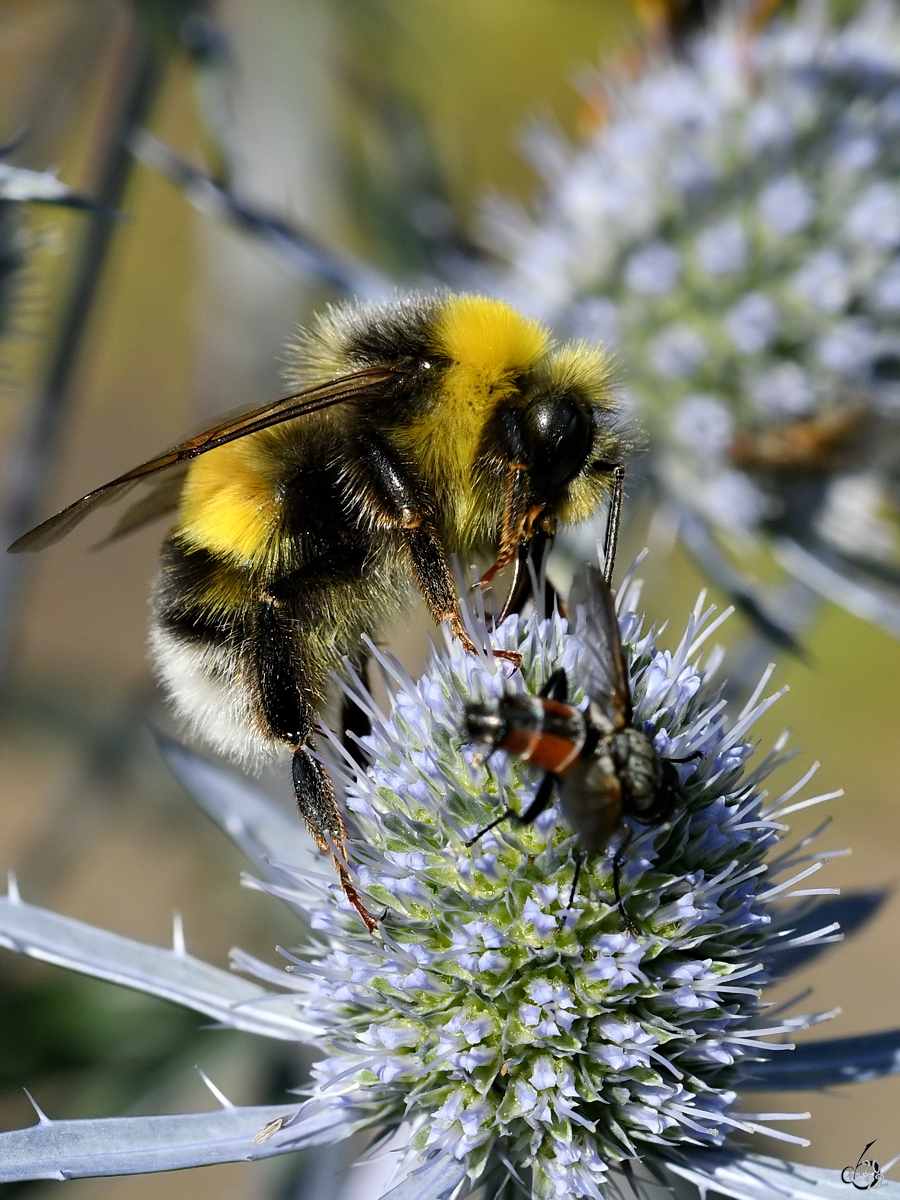 Eine Hummel auf Nahrungssuche. (Hattingen, Juli 2022)