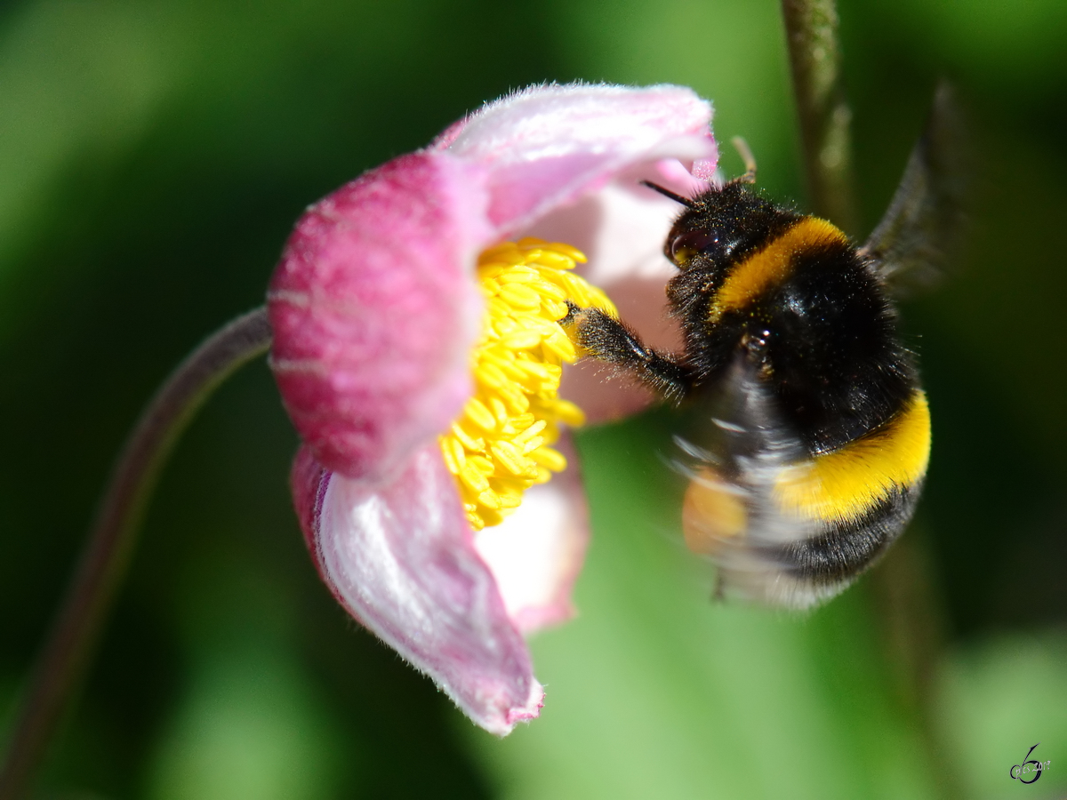 Eine Hummel auf Nektarsuche. (Jarmen, August 2012)