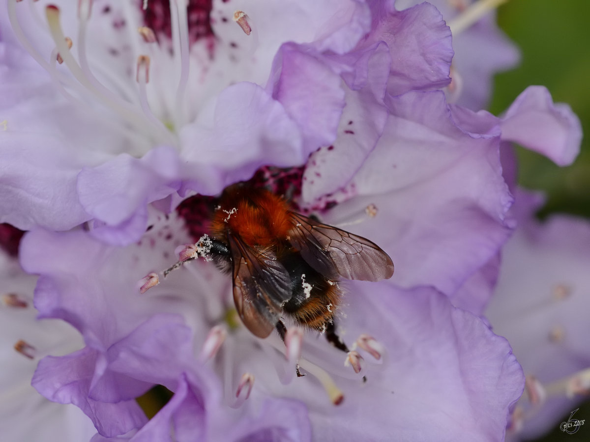 Eine Hummel auf der Suche nach Nektar im Rhododendron. (Hattingen, Mai 2018)