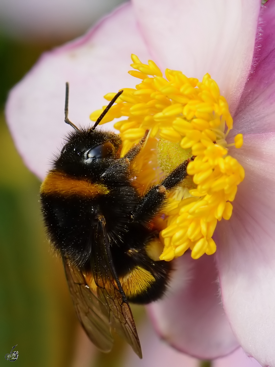 Eine Hummel beim Nektarsammeln, so gesehen Ende August 2014 im elterlichen Garten bei Jarmen.