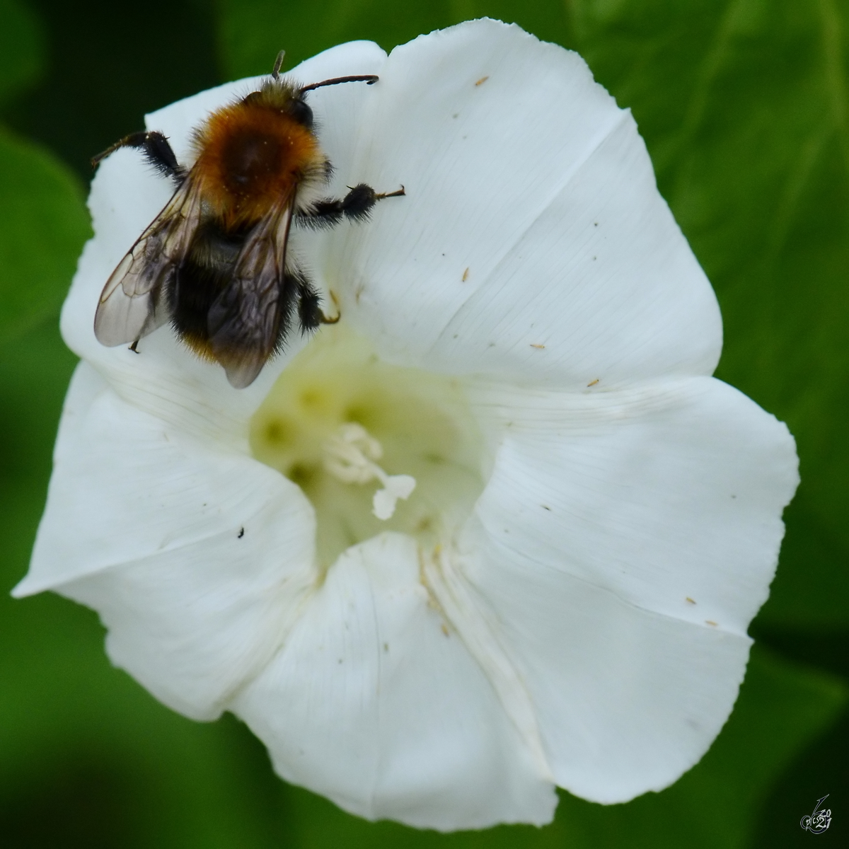 Eine Hummel beim Nektarsammeln, so gesehen Ende August 2013 bei Jarmen.