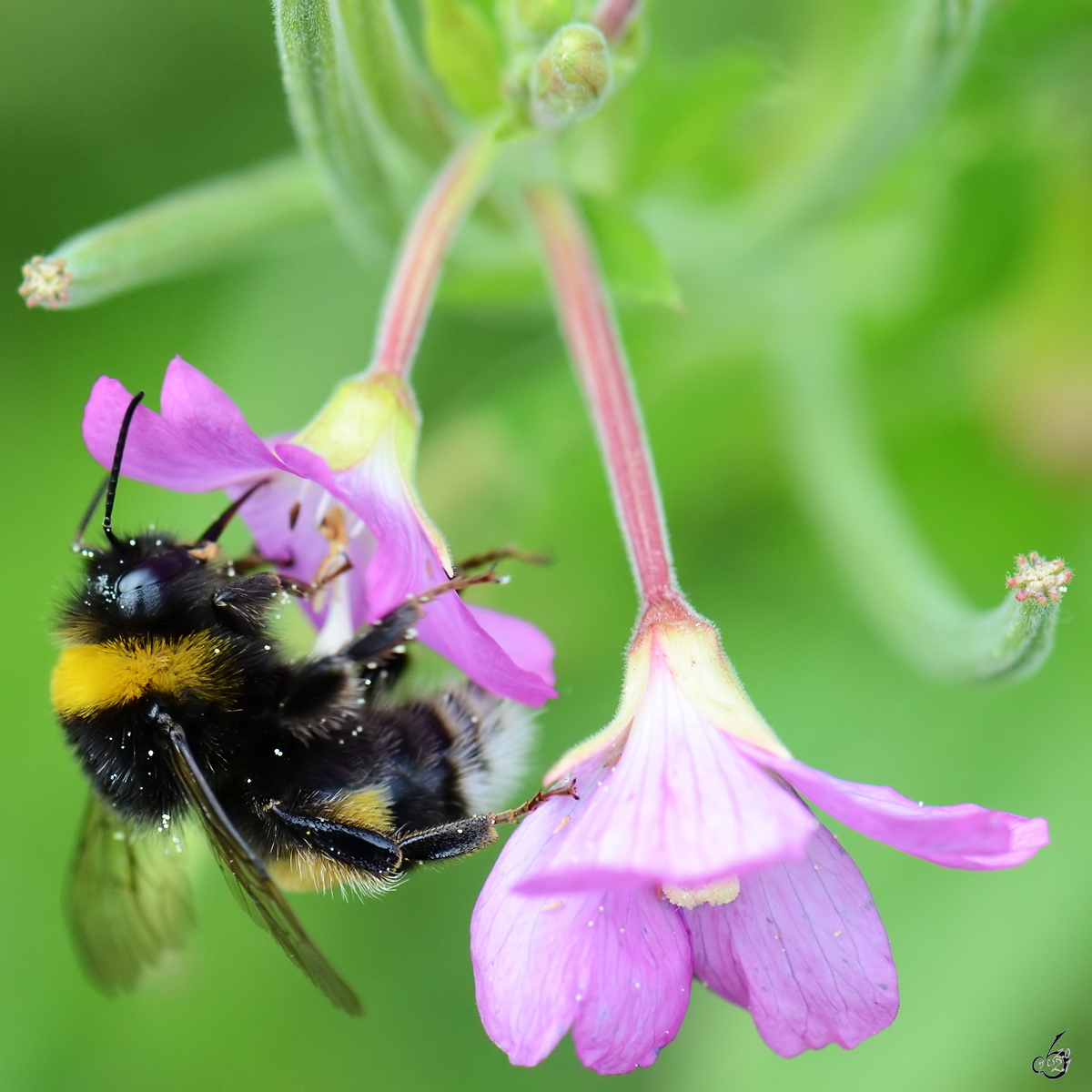 Eine Hummel beim Nektarsammeln, so gesehen Ende August 2013 bei Jarmen.