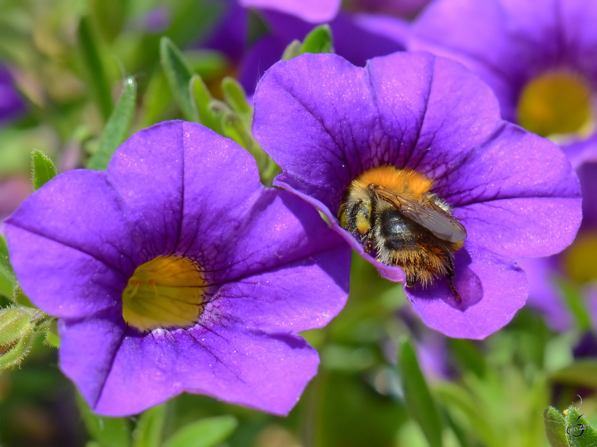 Eine Hummel im elterlichen Garten. (Jarmen, Juni 2011)