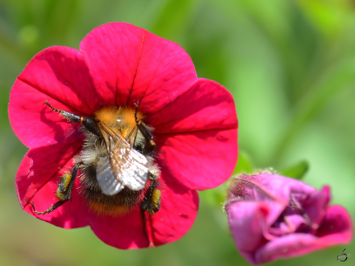 Eine Hummel grbt sich tief in die Blte. (Jarmen, Juni 2011)