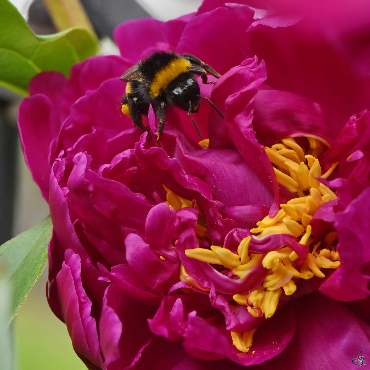 Eine Hummel nutzt das reichhaltige Nahrungsangebot in einer Pfingstrose. (Hattingen, Juni 2022)