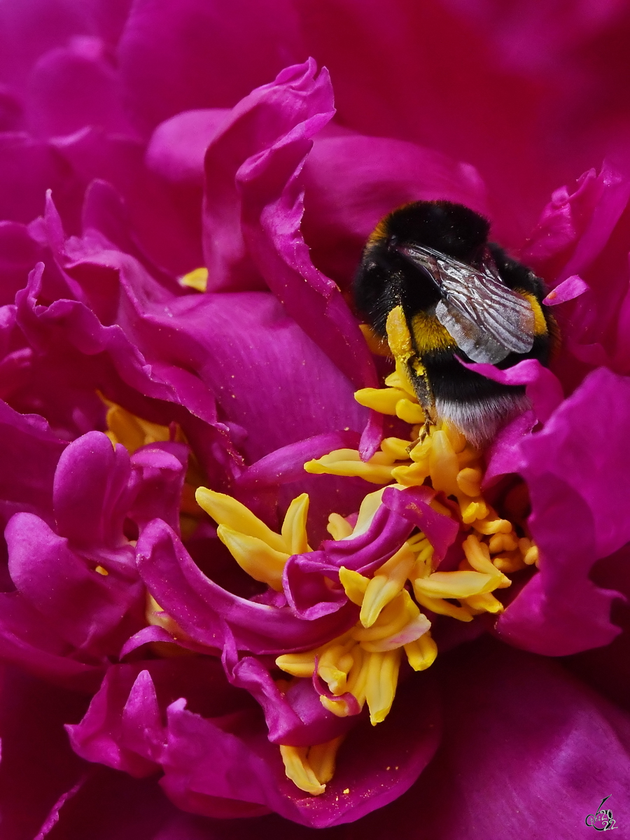 Eine Hummel in einer Pfingstrose. (Hattingen, Juni 2022)