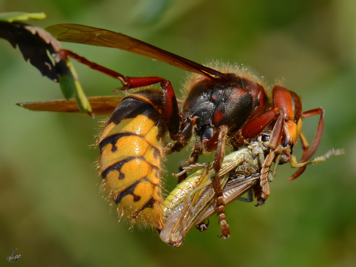 Eine hungrige Hornisse hat einen Grashpfer erbeutet. (Jarmen, August 2012)