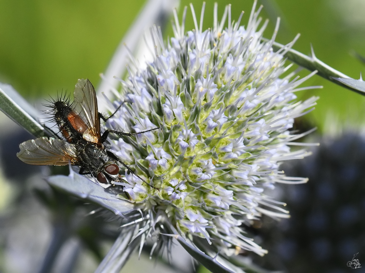 Eine Igelfliege auf Nahrungssuche. (Hattingen, Juli 2022)