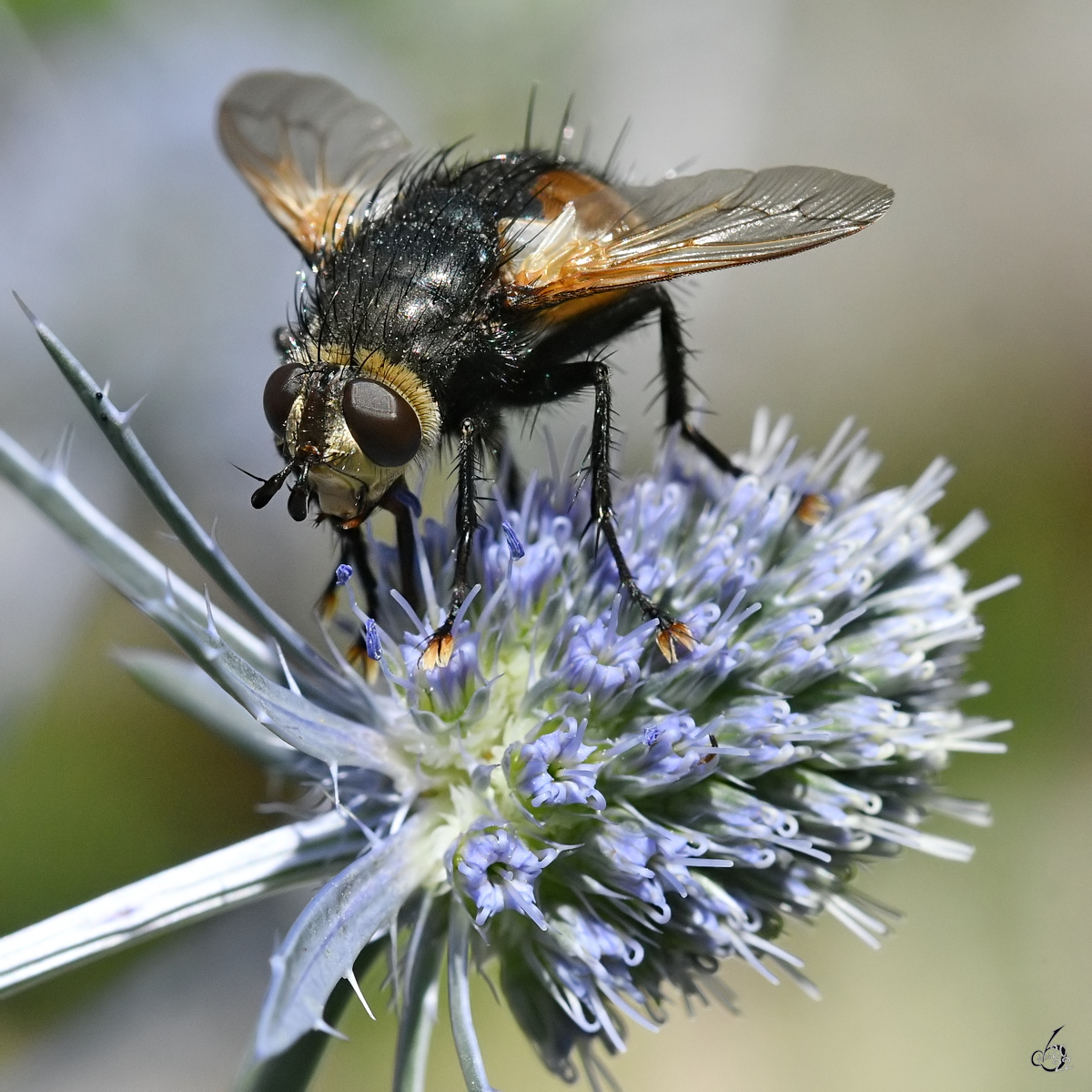 Eine Igelfliege im heimischen Garten. (Hattingen, Juli 2022)