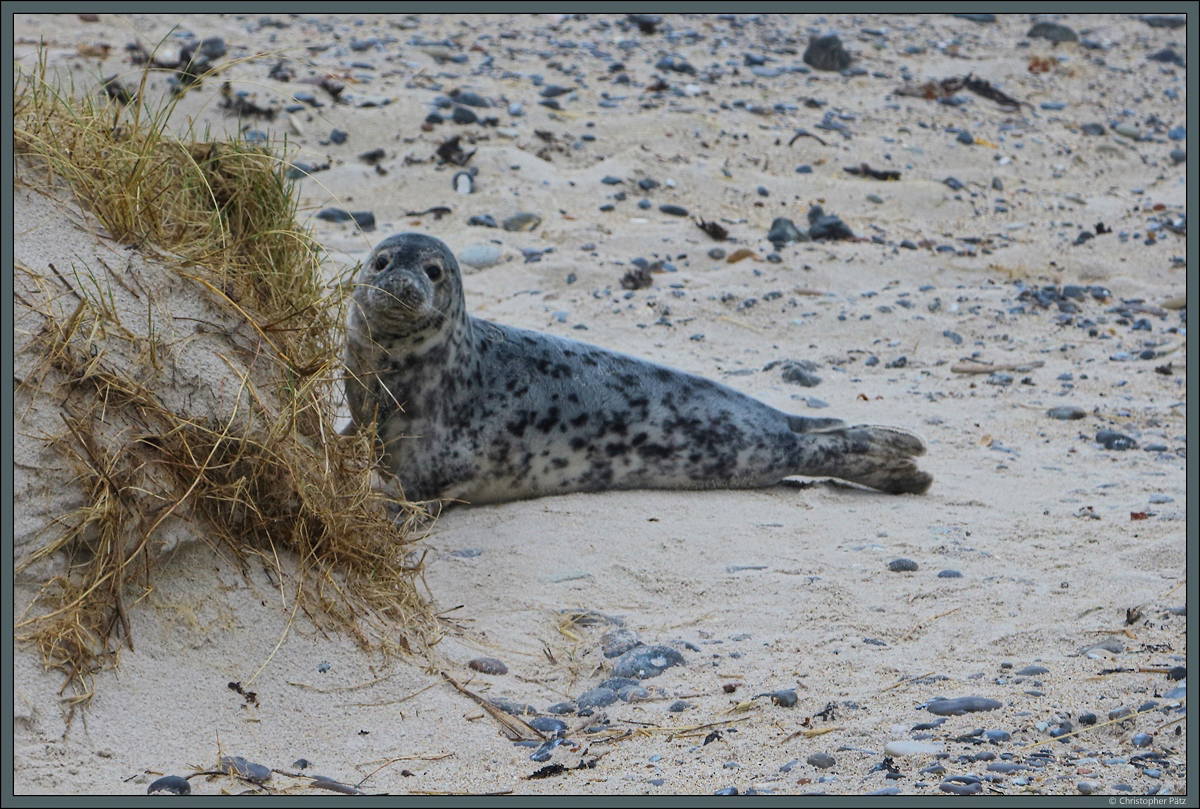 Eine junge Kegelrobbe versteckt sich am Strand von Helgoland-Dne. (14.04.2018)