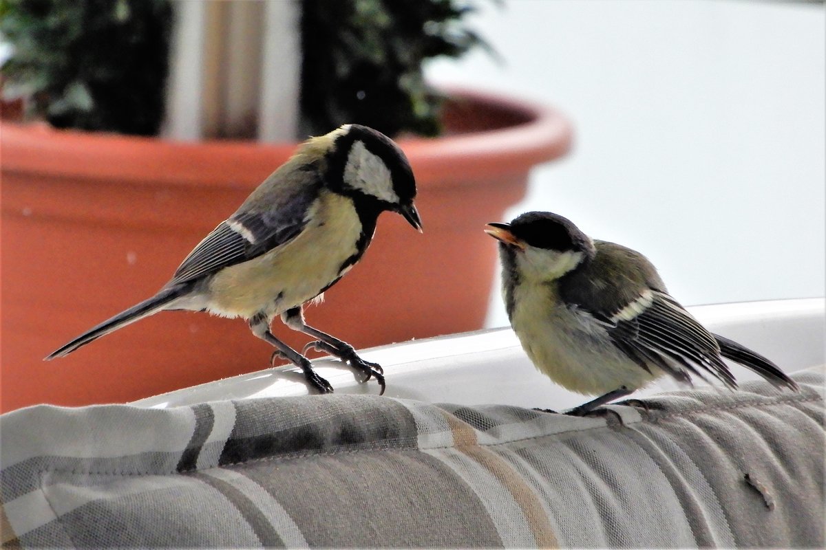 Eine junge Kohlmeise bittet um Futter. Aufgenommen auf unserem Balkon am 8. Juli 2019