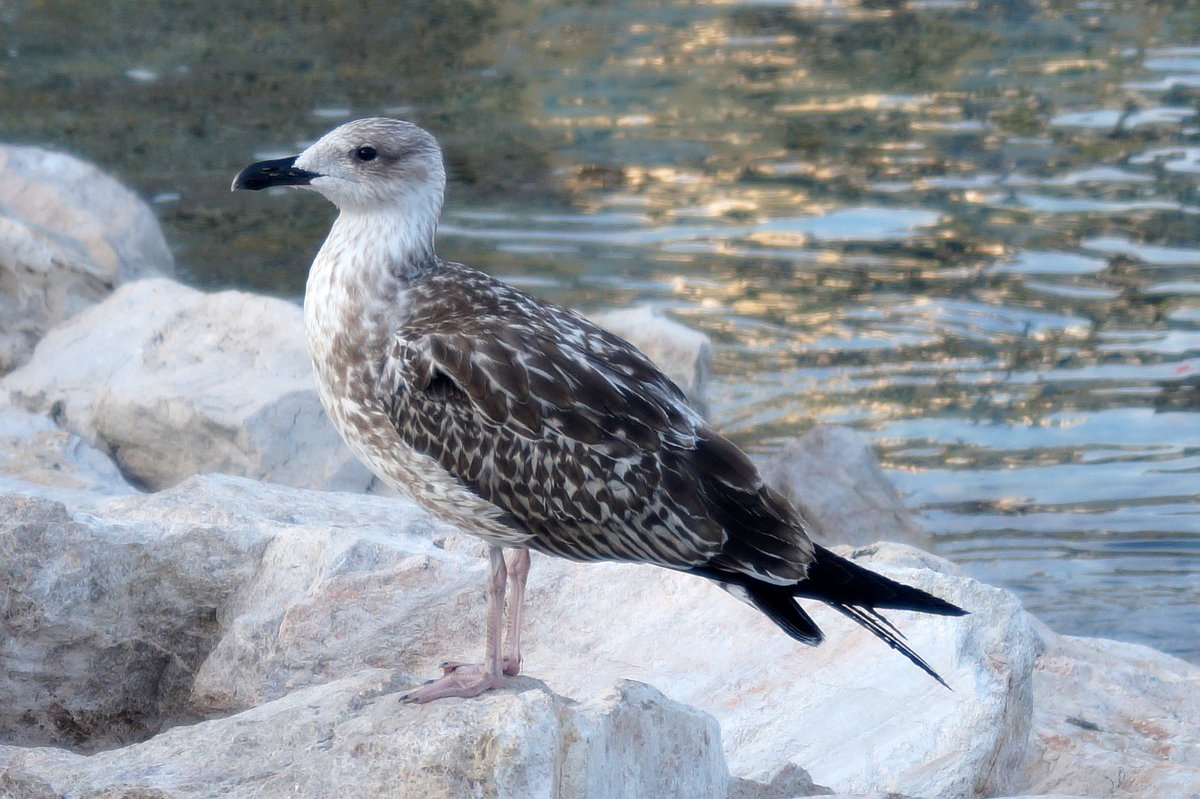 Eine junge Mittelmeermwe (Larus michahellis) hat sich abends auf einem Felsen im Hafen von Monaco fr eine kurze Rast niedergelassen, 08.09.2018.