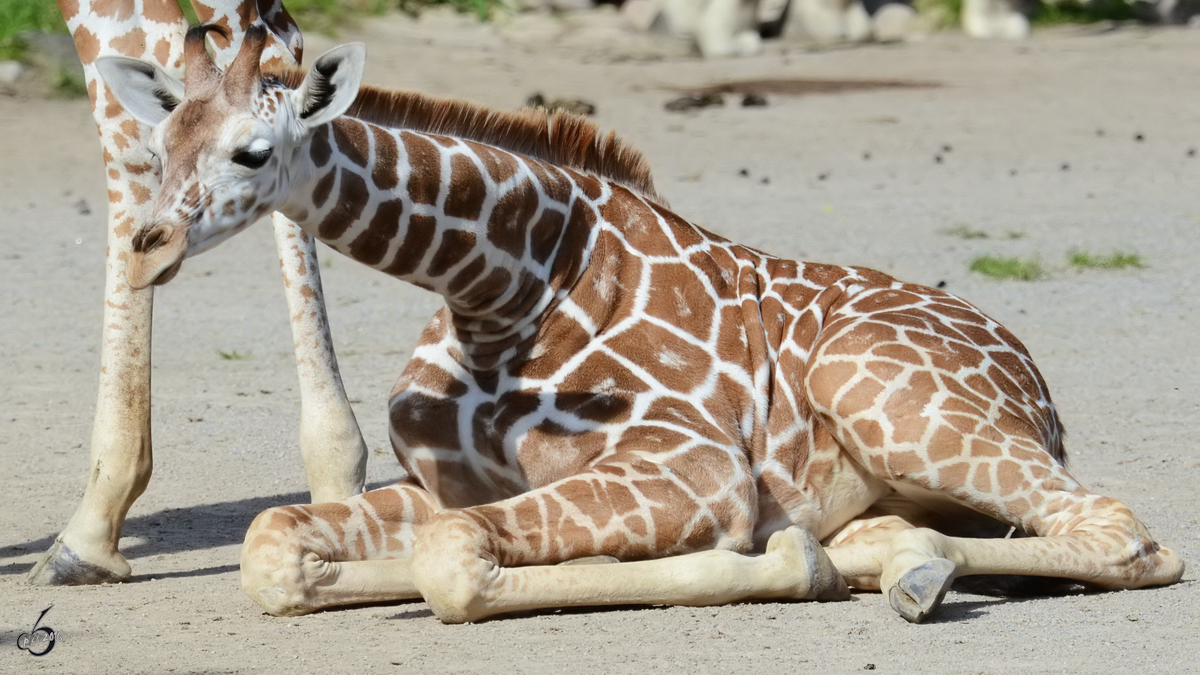 Eine junge Netzgiraffe im Zoo Duisburg. (September 2011)