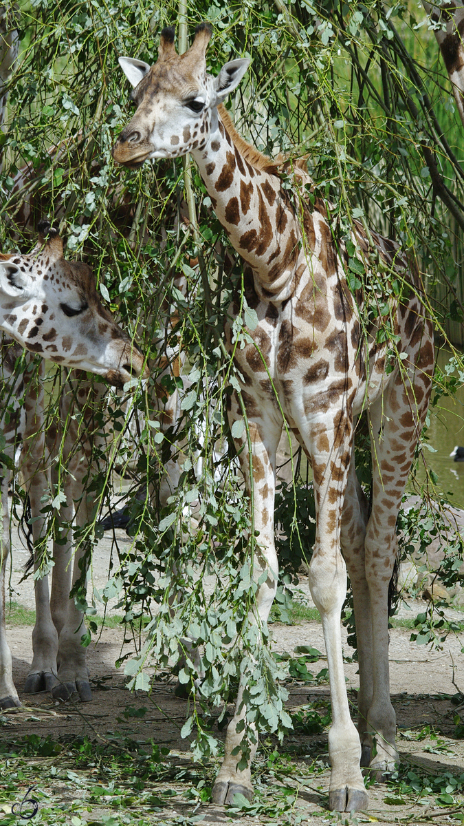 Eine junge Rothschild-Giraffe bedeckt von leckerem Grn. (Zoom Gelsenkirchen, September 2009)