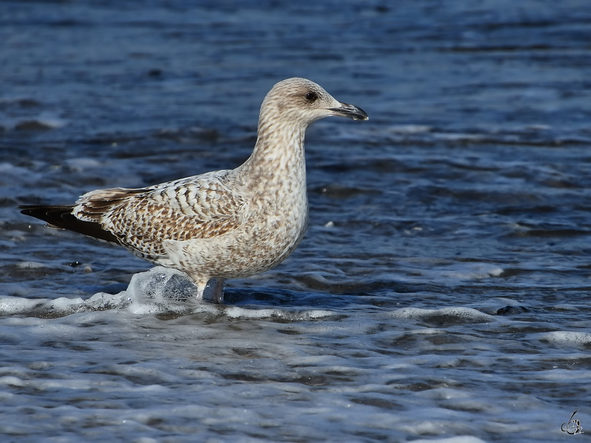 Eine junge Silbermwe spaziert in der Ostsee. (Priwall, Mrz 2022)