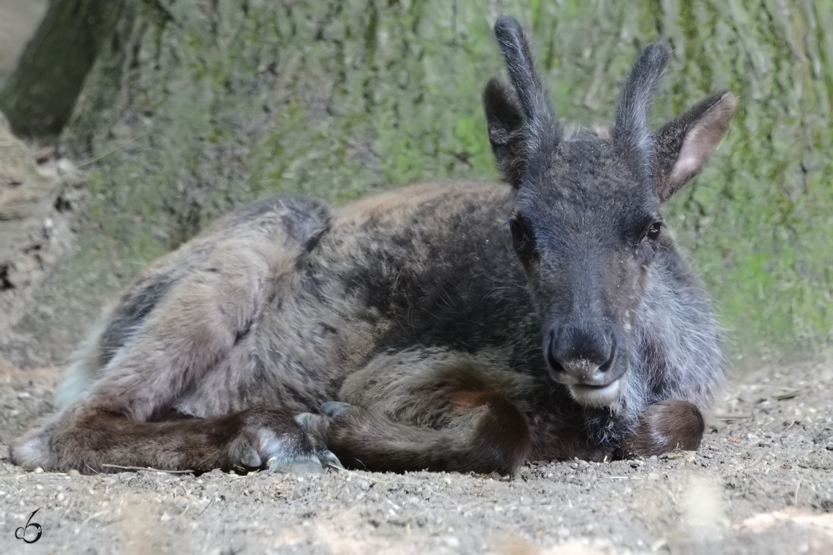 Eine junges Rentier im Zoo Duisburg. (Juli 2013)