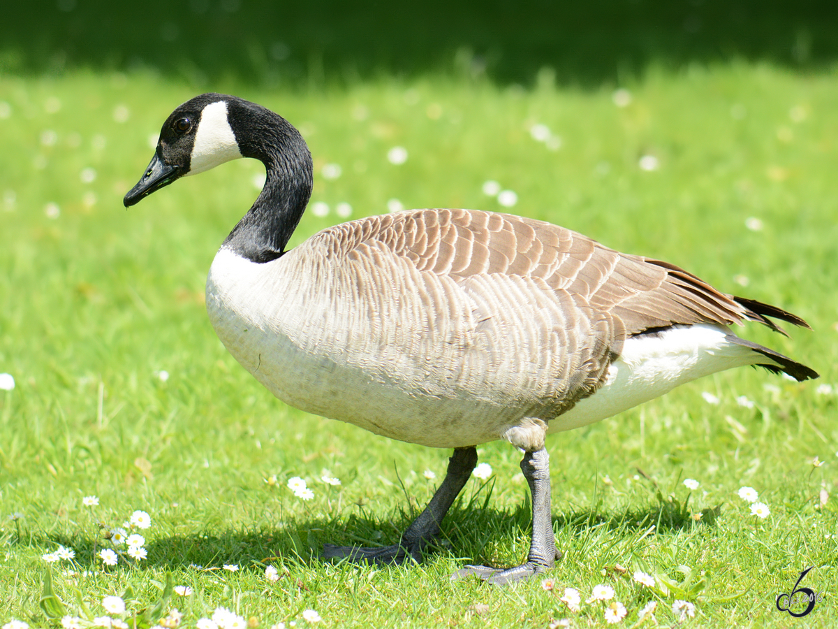 Eine Kanadagans am mminger See