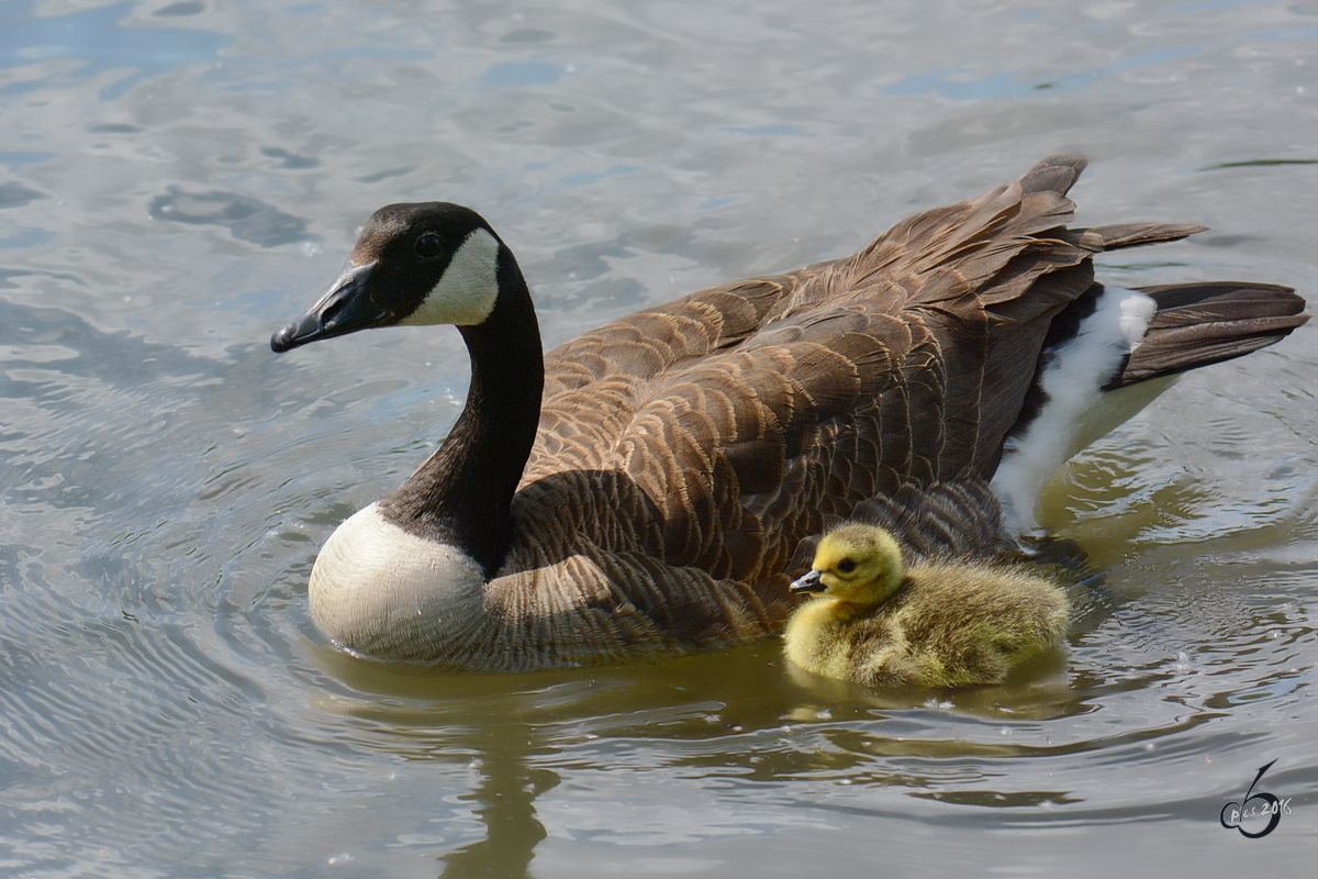 Eine Kanadagans mit ihrem Nachwuchs auf dem mminger See
