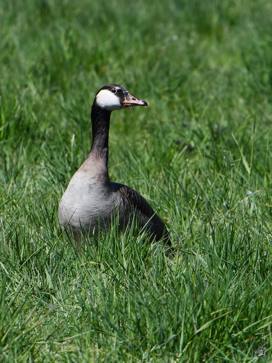 Eine Kanadagans wartet im Gras. (Witten, April 2021)