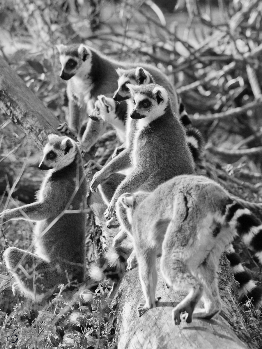 Eine Kattafamilie im Tiergarten Schnbrunn. (Wien, November 2010)