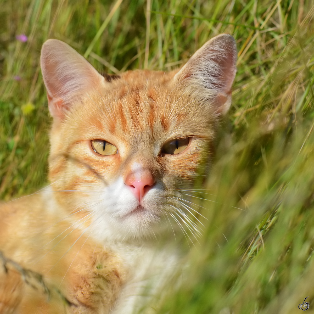 Eine Katze im tiefen Gras, so gesehen Anfang Juli 2011 in Linstow.