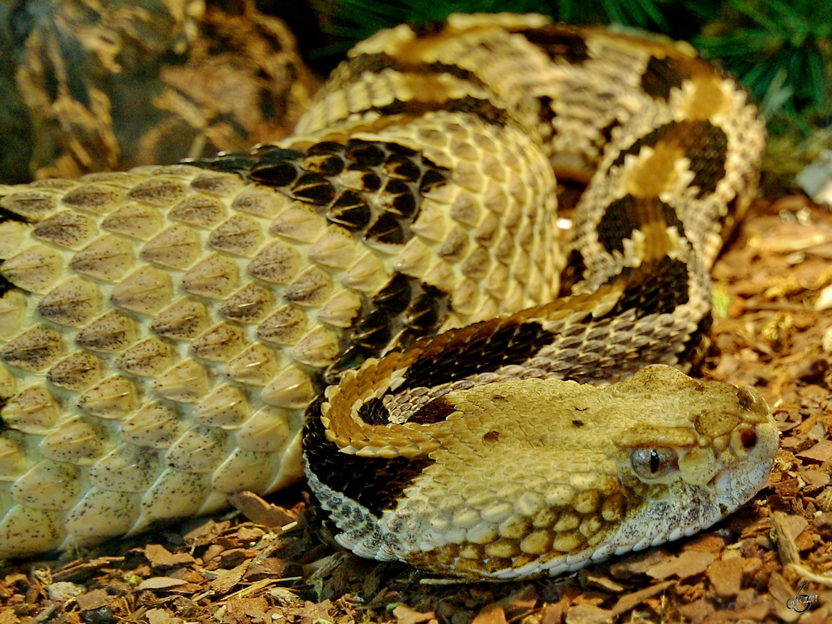 Eine Klapperschlange (?) war im August 2007 im Terrazoo Rheinberg zu entdecken.