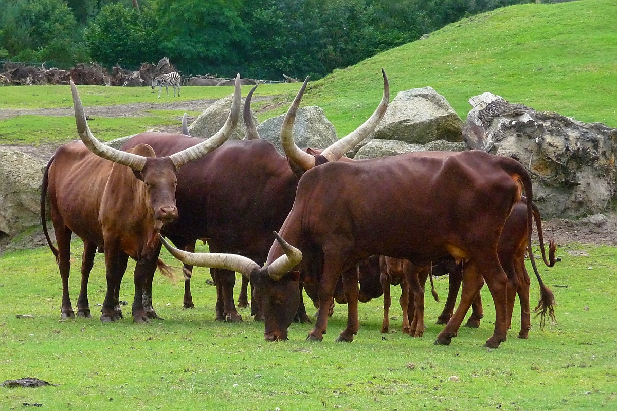 Eine kleine Herde Watussi-Rinder im Serengetipark, 9.9.15