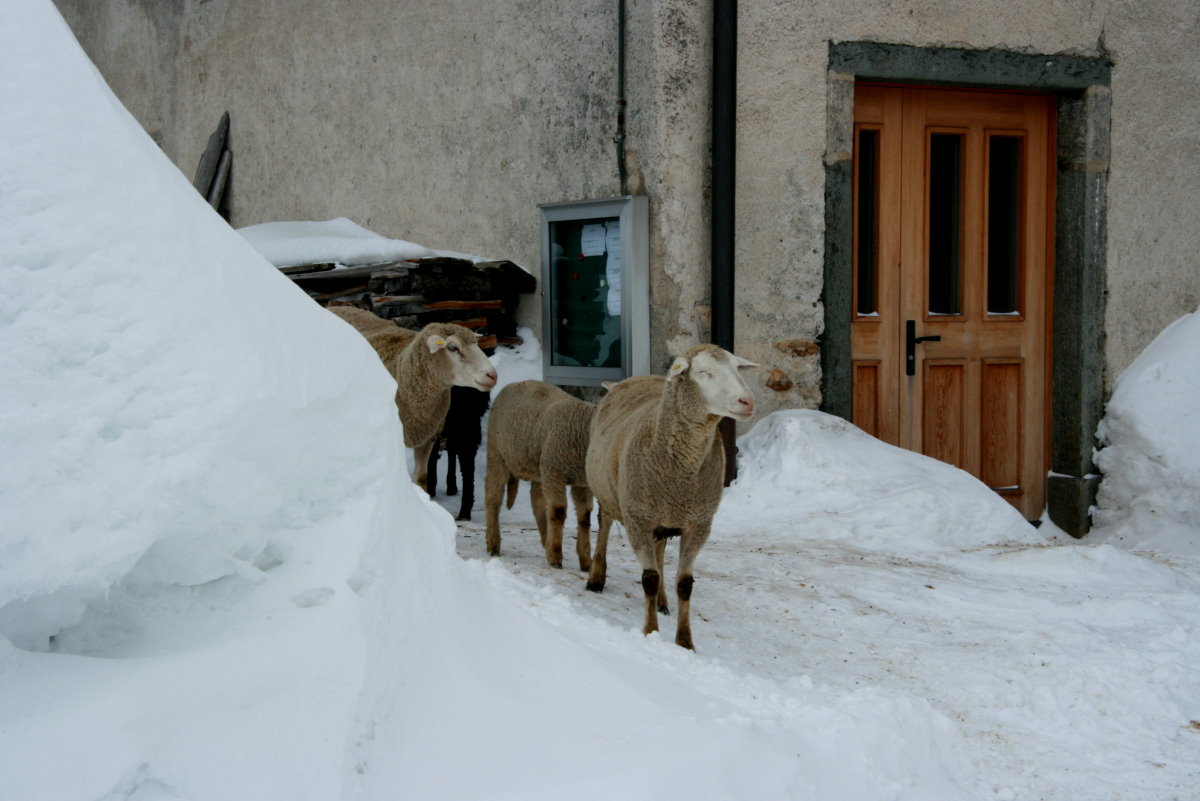 Eine kleine Schafherde erkundet die tiefverschneiten Gassen von Hinterrhein; 15.02.2014