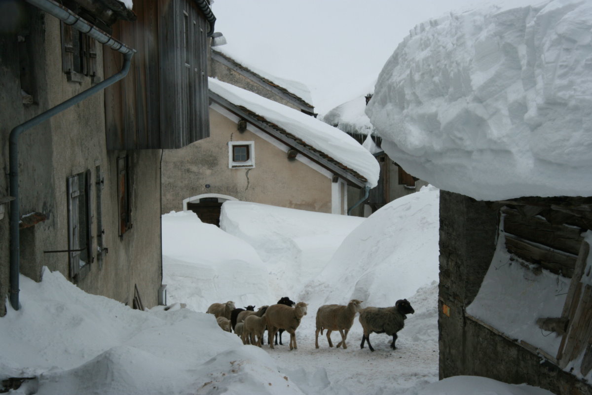 Eine kleine Schafherde spaziert durch die tiefverschneiten Gassen von Hinterrhein; 15.02.2014