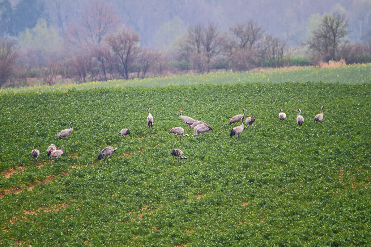 Eine kleine Schar von Kranichen in der Nhe des Kummerower Sees entdeckt. - 05.04.2014