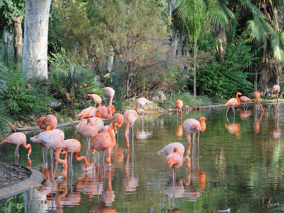 Eine Kolonie Chileflamingos im Zoo Barcelona (Dezember 2011)