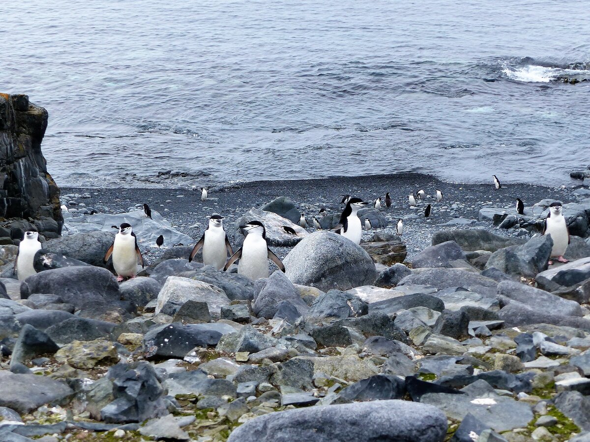 Eine Kolonie Zügelpinguine ( Pygoscelis antarcticus ) auf Half Moon Island (South Shetland Islands-Antarktica) am 7.1.2022