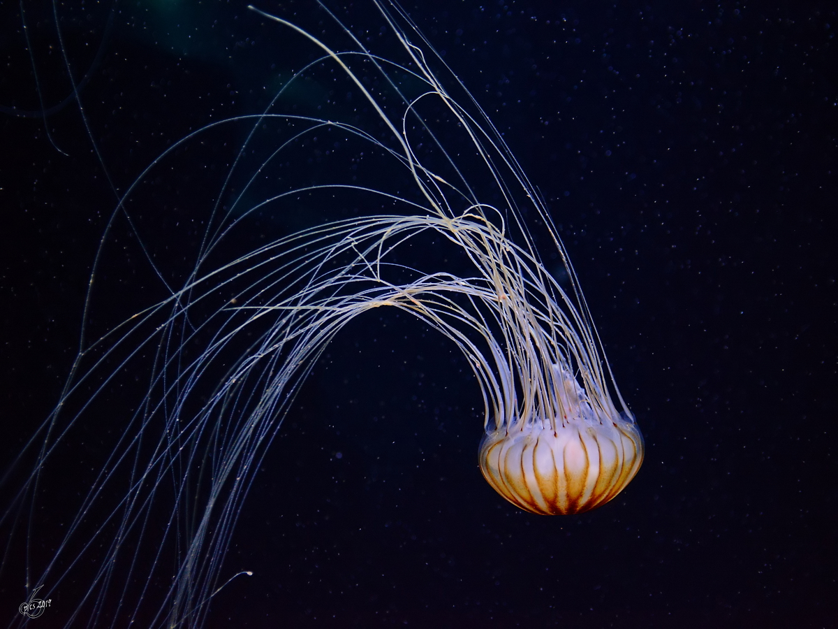 Eine Kompassqualle Ende Dezember 2014 im Ozeaneum Stralsund. 