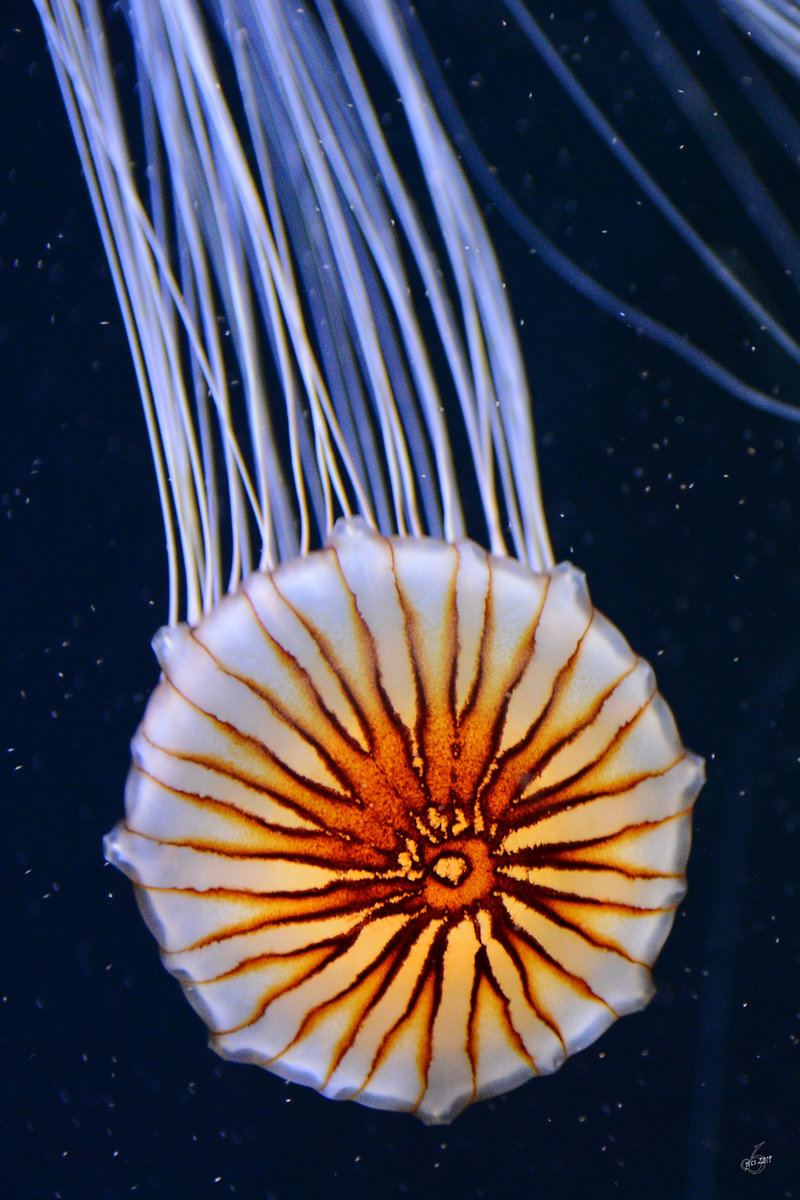 Eine Kompassqualle Ende Dezember 2014 im Ozeaneum Stralsund.