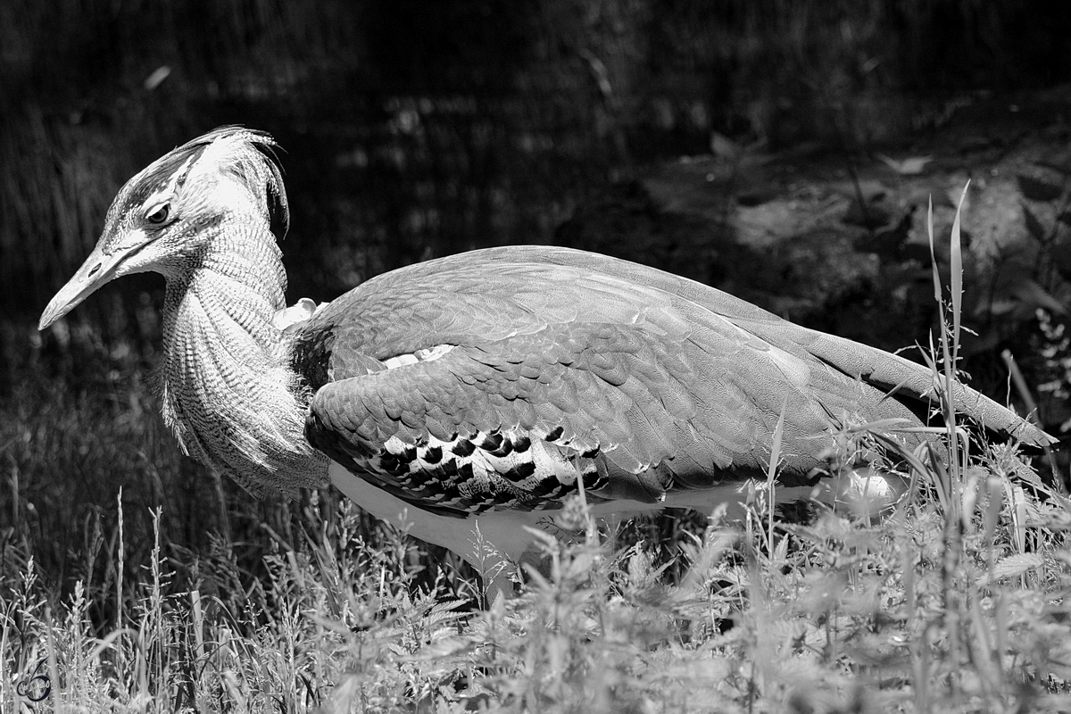 Eine Kori-Trappe im Zoo Duisburg. (September 2011)