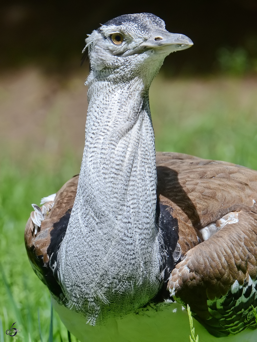 Eine Koritrappe im Zoo Duisburg.