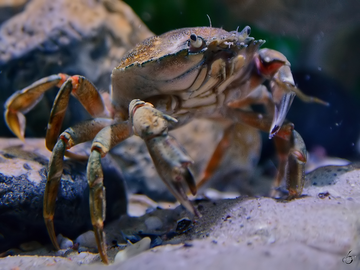 Eine Krabbe Ende Dezember 2014 im Ozeaneum Stralsund.