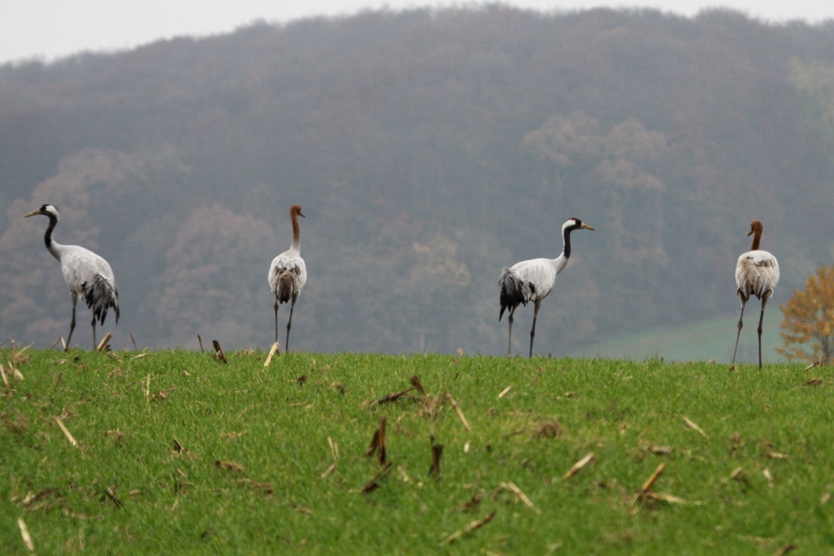 Eine Kranich-Familie bei Thandorf; 19.11.2014