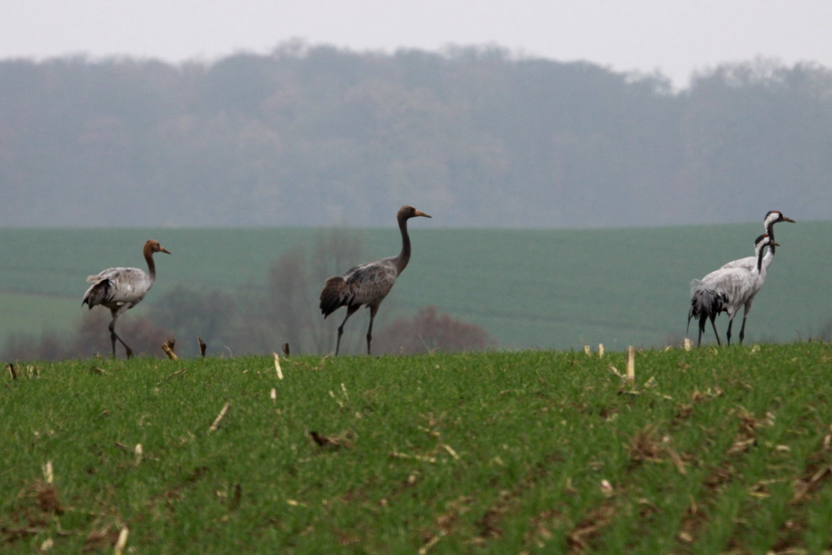 Eine Kranich-Familie bei Thandorf; 19.11.2014