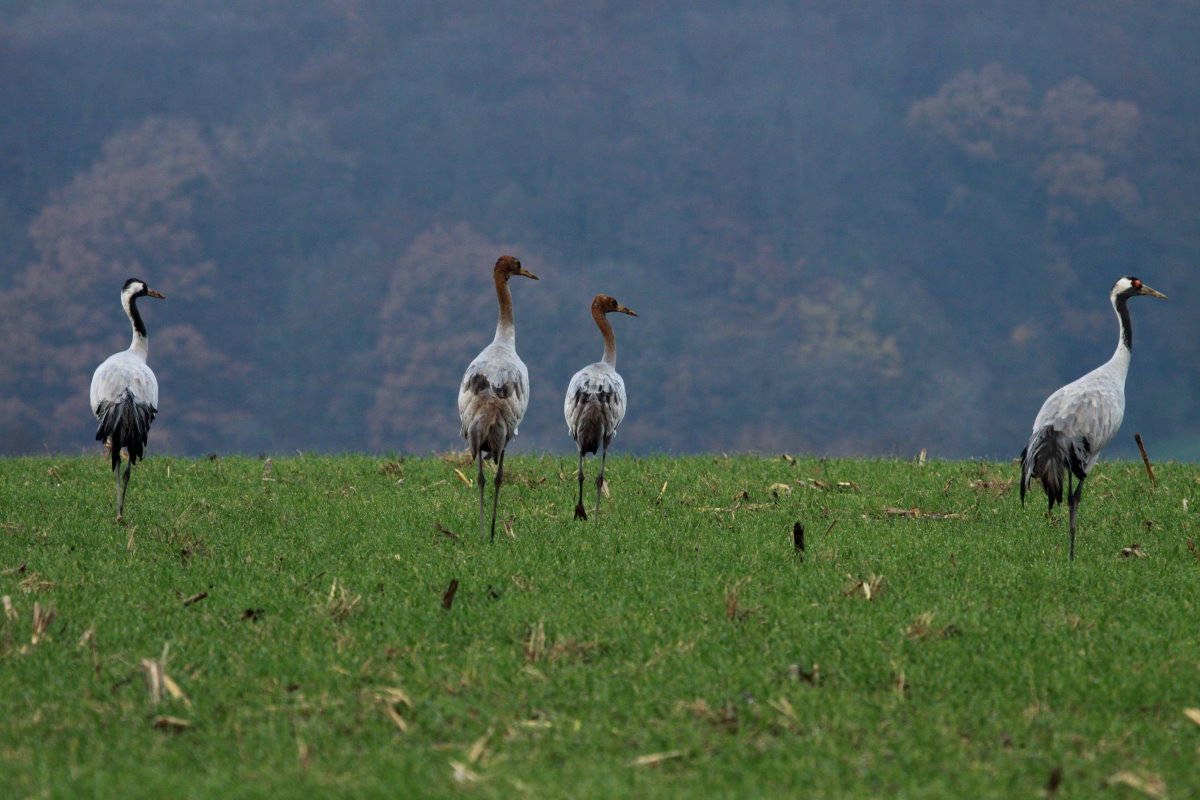 Eine Kranich-Familie bei Thandorf; 20.11.2014