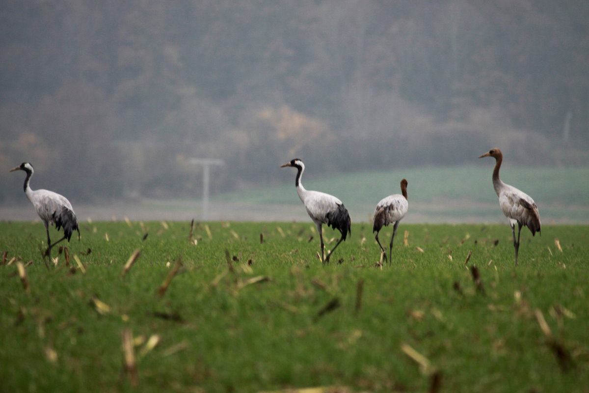 Eine Kranichfamilie bei Thandorf; 19.11.2014