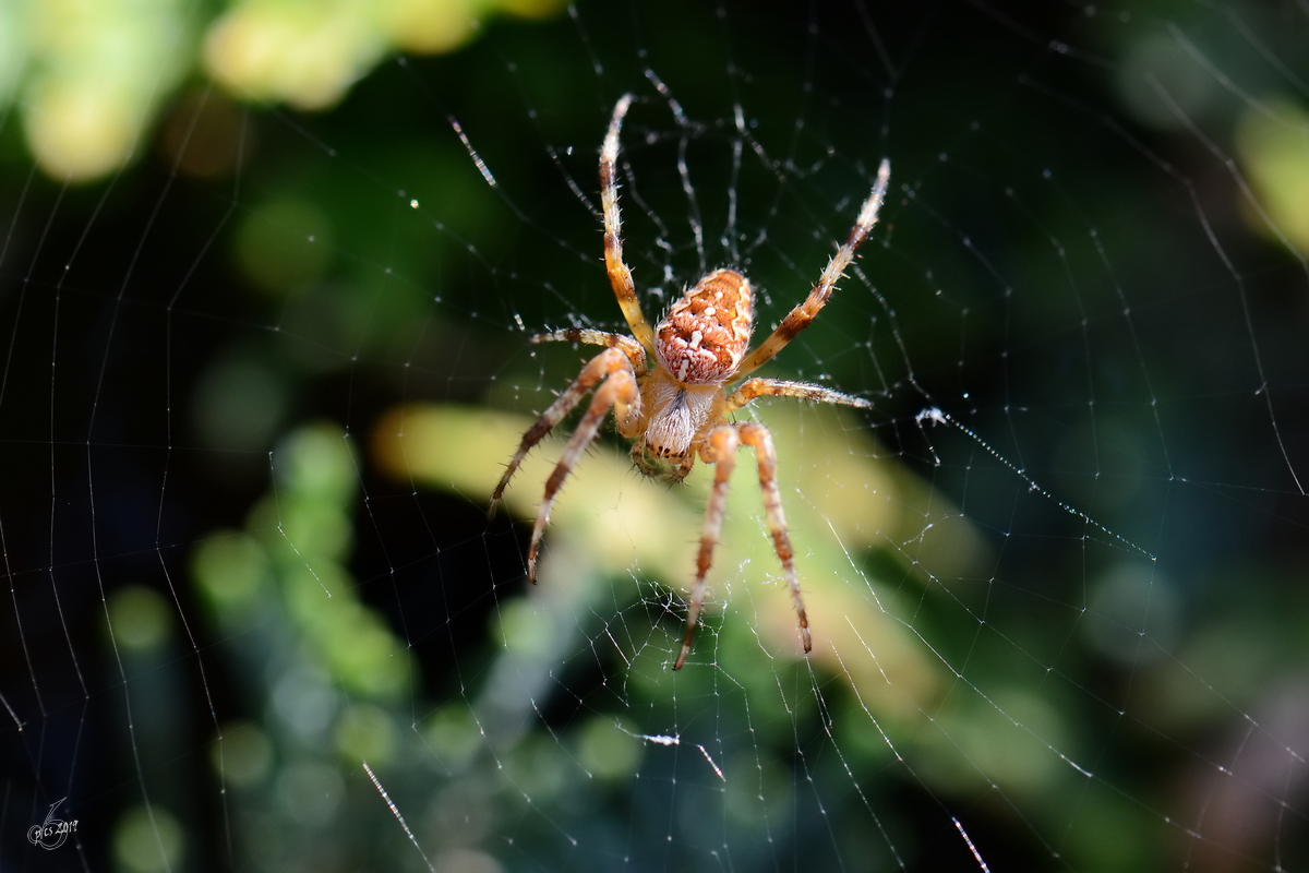 Eine Kreuzspinne sonnt sich in ihrem Netz. (Jarmen, August 2012)