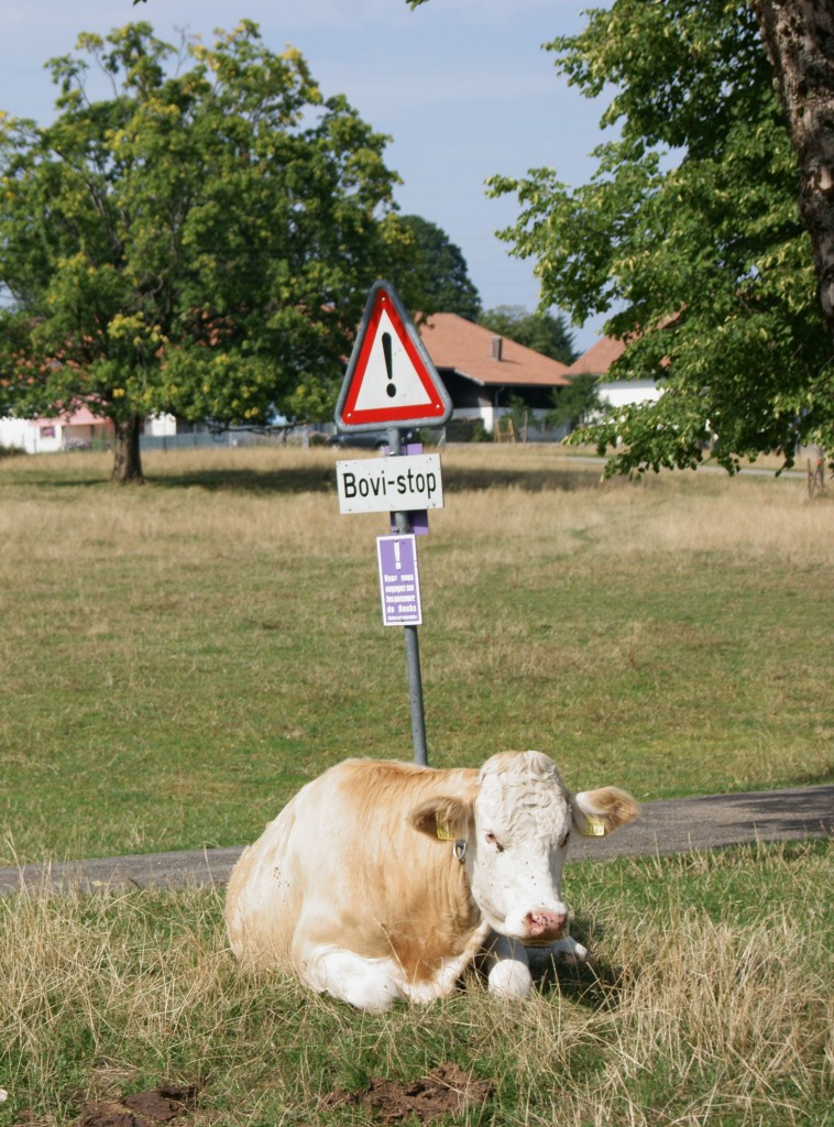 Eine Kuh auf der Weide im Schweizer Jura. (8.08.2015) Welche Rasse ist das?