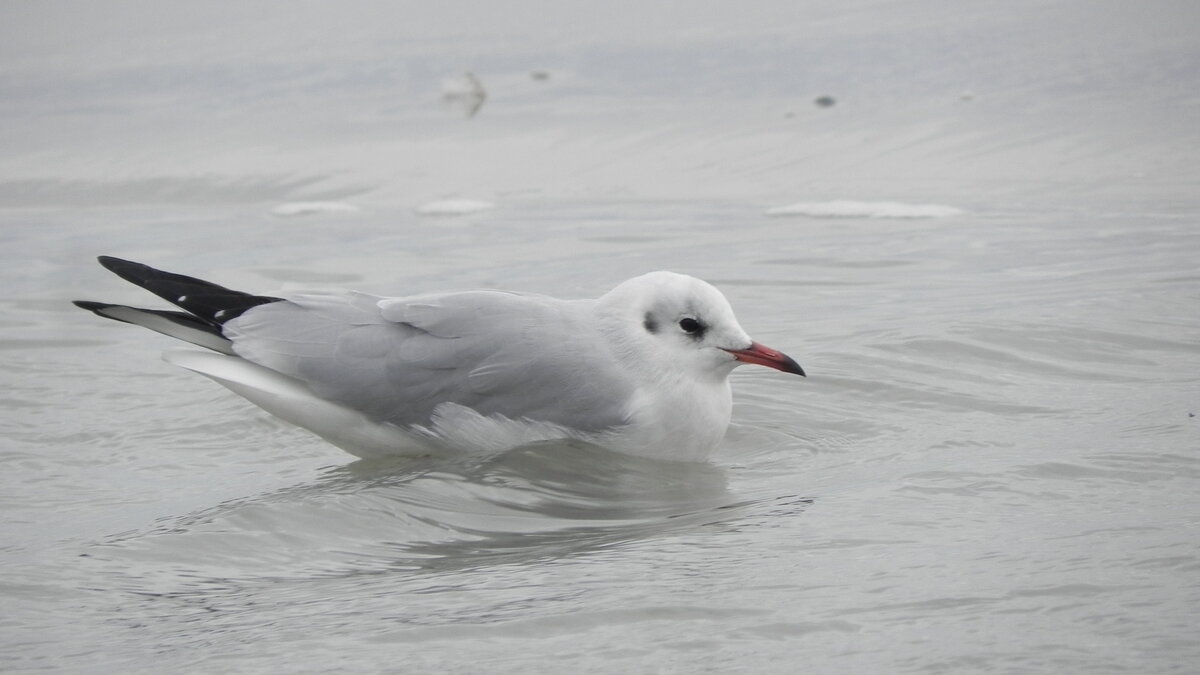 Eine Lachmwe (Chroicocephalus ridibundus, Syn.: Larus ridibundus), am 03.10.2021 am Strand von Binz auf der Insel Rgen.