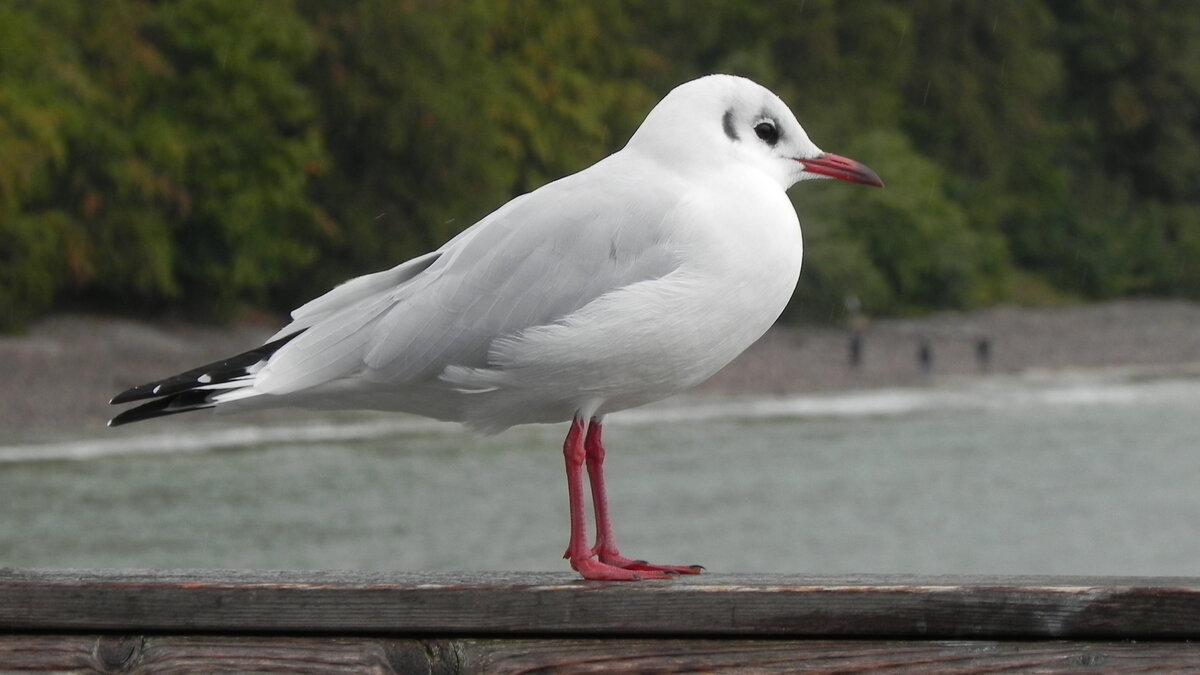 Eine Lachmwe, Larus ridibundus, am 27.09.22 auf der Seebrcke von Sellin auf der Insel Rgen. Die Lachmwe ist mit einer Lnge von bis zu 39 Zentimetern die kleinste in Mitteleuropa brtende Mwe. Sie ist in weiten Teilen Europas und Asiens beheimatet. Ihr Verbreitungsgebiet erstreckt sich von Island bis nach Ostasien. 