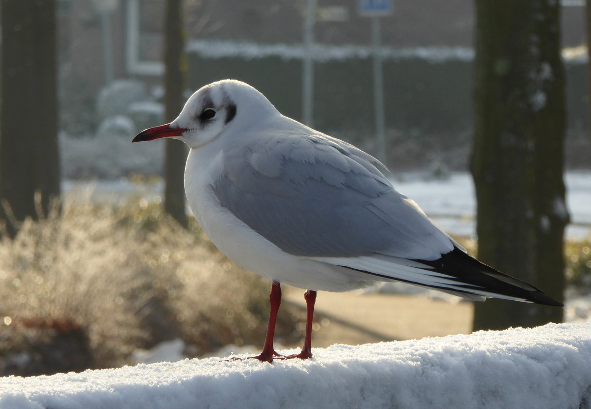 Eine Lachmwe (Larus ridibundus), wohl die bekannteste Mwe in Deutschland.
Diese Mwe zeigt ihr Wintergefieder. Markantes Merkmal ist der kaminrote Schnabel und die kaminroten Fe. Fotografiert auf einem Brckengelnder am Ems-Vechte-Kanal im Januar 2017.