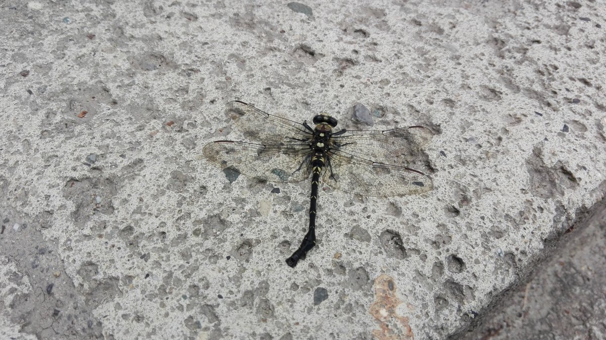 Eine Libelle in Japan. Aufgenommen am Tempel von Yama-Dera am 05.07.2019.