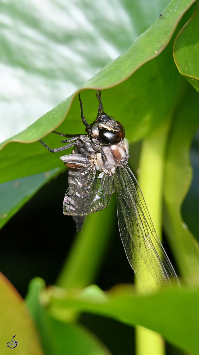 Eine Libelle schlpft aus ihrer Larvenhaut. (Hattingen, Juli 2020)