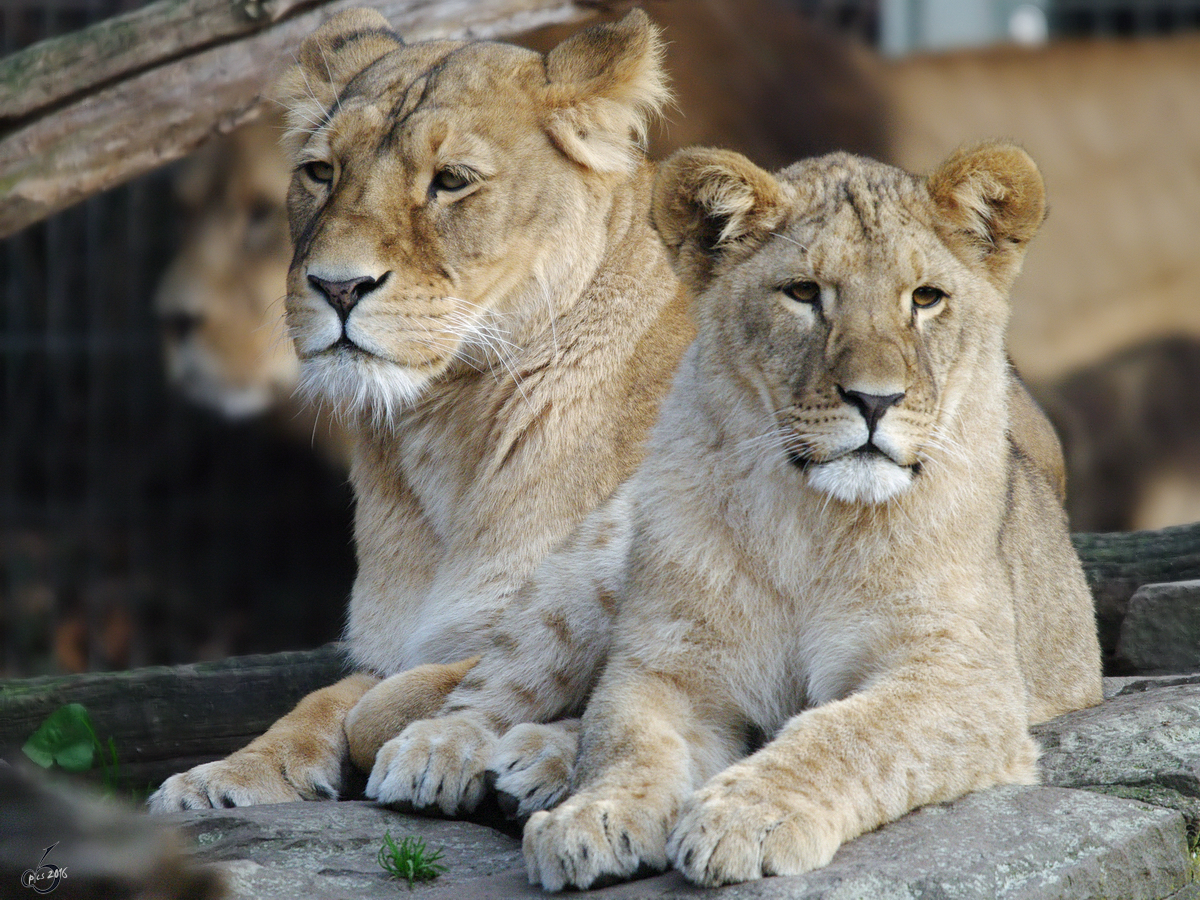 Eine Löwenmama mit ihrem Kleinen im Dortmunder Zoo.
