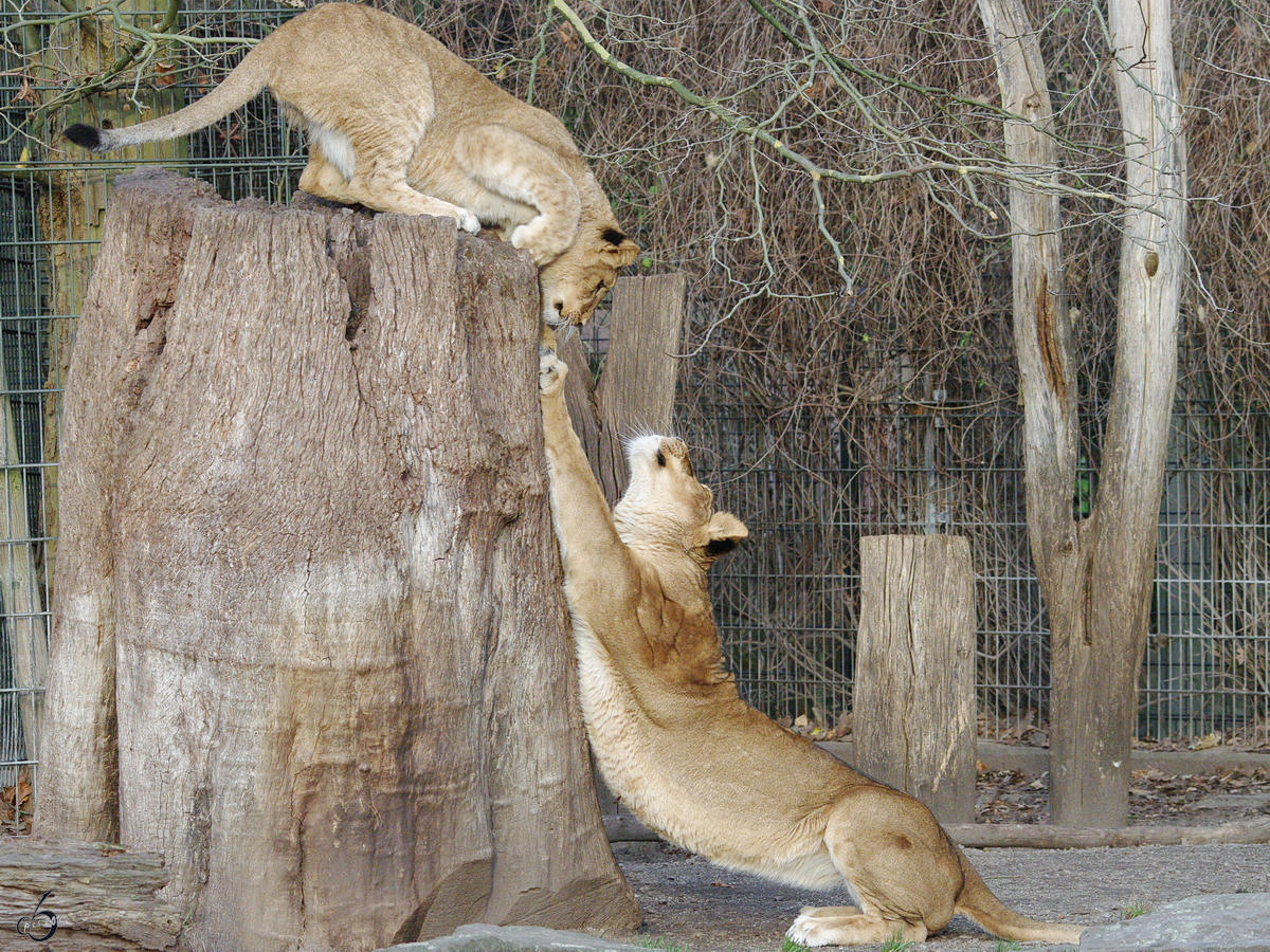 Eine Lwenmama mit ihrem Kleinen im Dortmunder Zoo.